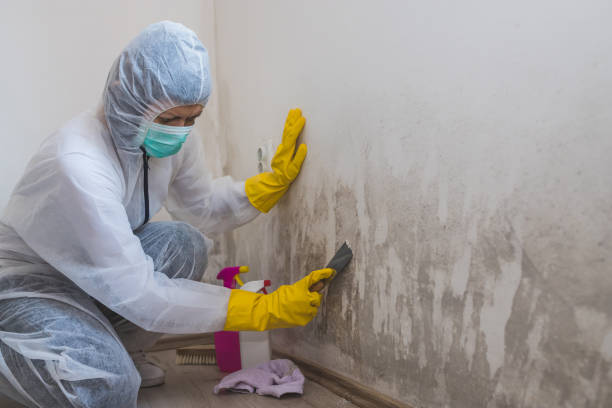 Best Mold Remediation for Specific Building Types in Claryville, KY