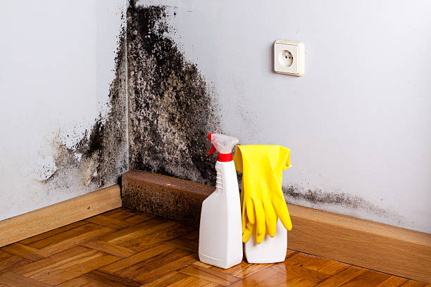 Best Health and Safety Mold Remediation in Claryville, KY