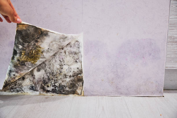 Best Commercial Mold Remediation in Claryville, KY